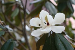 Magnolia grandiflora